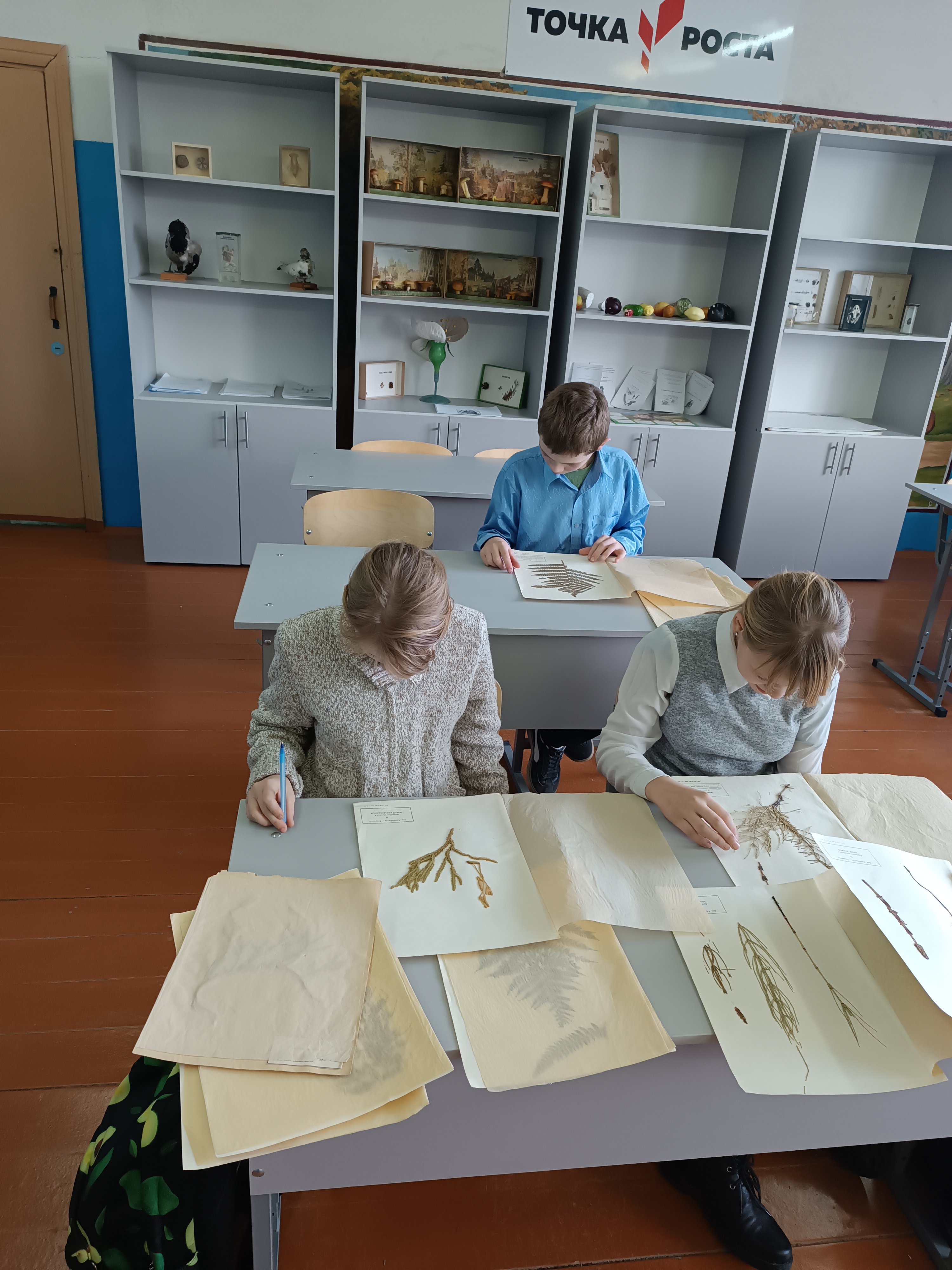 Тема занятия "Папоротники – как отдельная группа растений. Характеристика. Значение" Тема занятия "Папоротники – как отдельная группа растений. Характеристика. Значение".